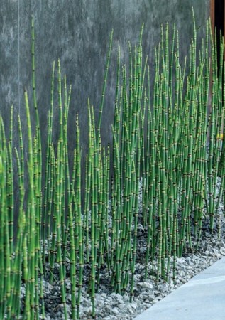 EGUISETUM hyemále
